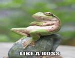 Image result for Like a Boss Frog Meme