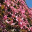Image result for Clematis Flower Vines