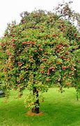 Image result for Tall Apple Tree