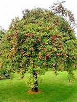 Image result for Gala Apple Tree Sprout