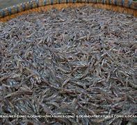 Image result for Ipon Fish