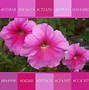 Image result for Hexadecimal Pink Color