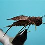 Image result for Flying Crickets Pictures