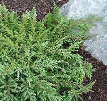 Image result for Juniperus communis Green Carpet