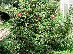 Image result for semi dwarf lodi apples trees