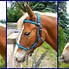 Image result for Bridle Horse Gear