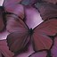 Image result for Purple Butterfly Wallpaper iPhone