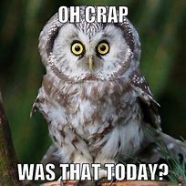 Image result for Funny Owl Quotes