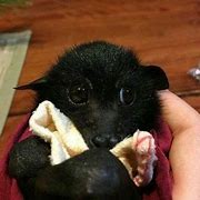 Image result for Giant Cute Bat