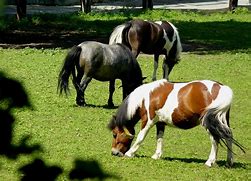 Image result for Racing Ponies