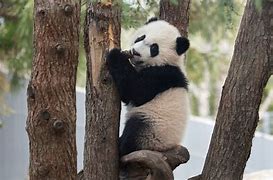 Image result for Zoo Animals Panda