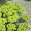 Image result for Euphorbia myrsinites