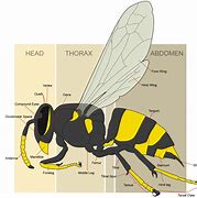 Image result for Bee vs Wasp Meme