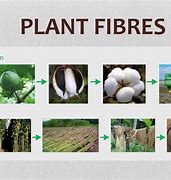 Image result for Plant Fibres Examples