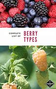 Image result for Different Types of Berries List