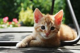 Image result for Funny Cat Chats