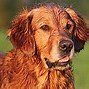 Image result for Golden Retriever Dog