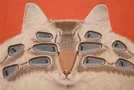 Image result for Distorted Animals