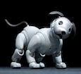 Image result for Aibo Robotic Dog