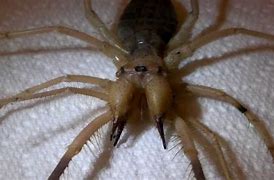 Image result for Camel Spider Poisonous