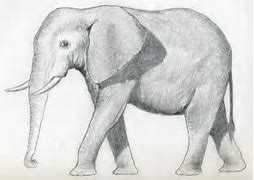 Image result for Elephant Pictures to Draw
