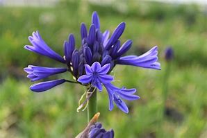 Image result for Agapanthus African Queen