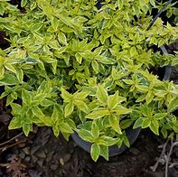 Image result for Abelia grandiflora