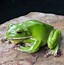 Image result for White Lipped Tree Frog
