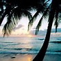 Image result for Beach Wallpaper with Palm Trees