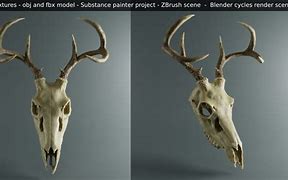 Image result for Animal Skull Deer