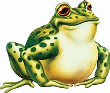 Image result for Toad Illustration