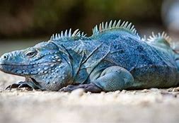 Image result for What Is the Biggest Iguana