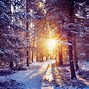 Image result for Winter Forest Night Wallpaper