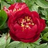 Image result for Paeonia buckey bell