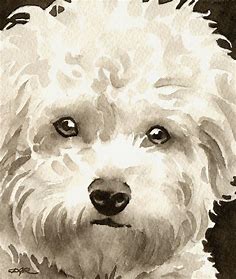 Bichon Frise Art Print Sepia Watercolor by Artist DJR for Sale - Petpeoplesplace.com