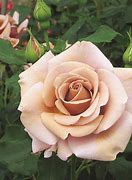 Image result for Lioco Indica Rose