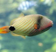 Image result for Orange Triggerfish