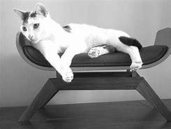 Image result for Cat Couch for Humans