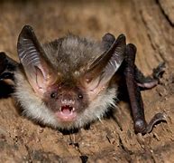 Image result for Common Bats UK