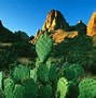 Image result for Desert Botanical Garden Cactus