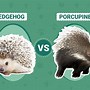 Image result for Hedgehog Next to a Porcupine
