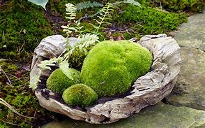 Image result for Small Moss Rock