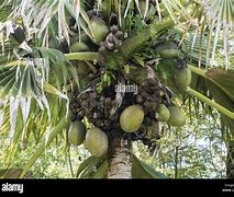 Image result for Which Fruit Has the Biggest Seed