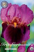 Image result for Iris Senlac (Germanica-Group)