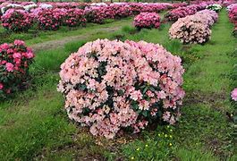 Image result for Rhododendron (Y) Percy Wiseman