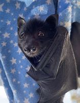 Image result for Real Baby Bats