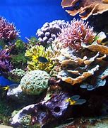 Image result for Underwater Reef Desktop Wallpaper