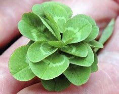 Image result for 10 Leaf Clover