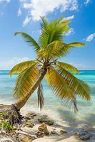 Image result for Ocean with Palm Trees