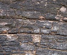 Image result for Texture Photography Burnt Wood